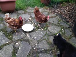 Cat and chickens sharing a bowl of scrambled eggs!