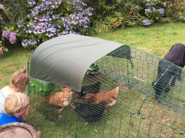 Clean up operation and chicken enrichment 