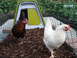 Meet Violet and Primrose - the first day in their new home