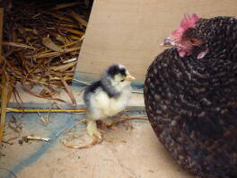 Cochin chick