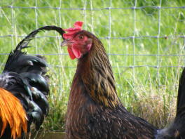 Close up hen