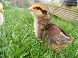 Red Dorking chick