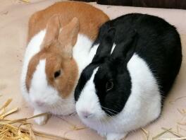 Peter and Lily