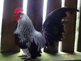 Silver dutch cockerel