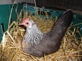 Silver dutch hen