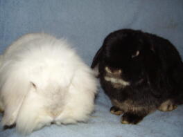 Pheonix and hermione, our dwarf and lionhead lops
