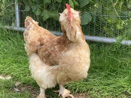 Gretchen the gorgeous