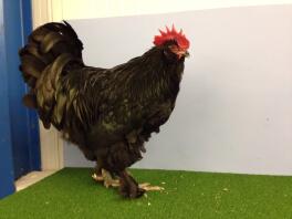 Black Faverolle