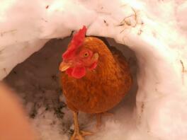 The red chicken in a snow mound