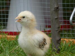 A chicken standing in the run.