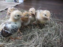 chicks