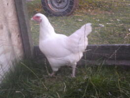 ixworth hen