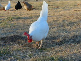 White Leghorn hen