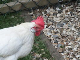 White Leghorn Female by Harry