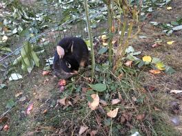 A black rabbit eating some leaves