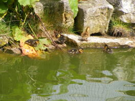 Mallard Ducklings