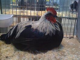 Norfolk Grey Cockerel