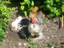 dustbathing pekins in the sun