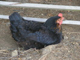 A black and brown chicken having a dust bath in the sun