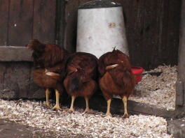 Rhode Island Red chicks