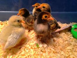 My Rosecomb Bantam chicks- 9 days old