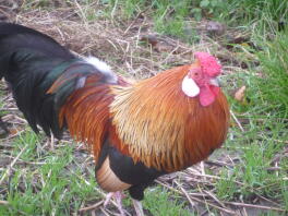 rose comb bantam