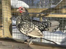 A chicken standing on a fence