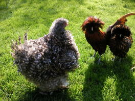 Frizzle Cuckoo Cochin with Pair of Gold Laced Polish