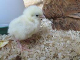 light sussex bantam chick