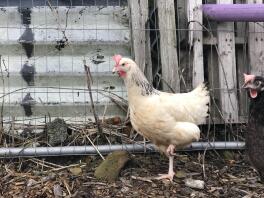 Omelette our Sussex settling in