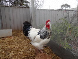 Our big but gentle Light Sussex rooster