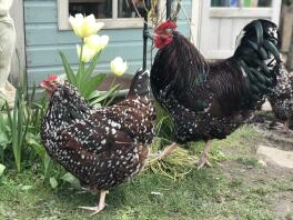 Speckled Sussex Tosca and Carmen at 1 year old