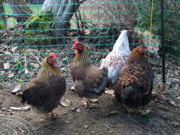 Four brown and white chickens stood in a garden