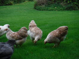 Salmon Wyandotte bantam hens