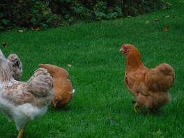 Young Buff Wyandotte cockerel and some hens