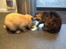 Rabbit and cat investigating food