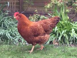 Rhodebar hen