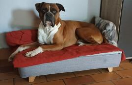 Maciste happy in his new bed!