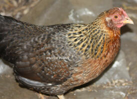 Welbar Pullet