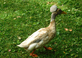 Crested Duck seen at a public park in Sacramento, California.