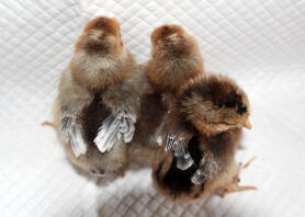 Cream legbar chicks ~ 2 boys and 1 girl at 6 days old