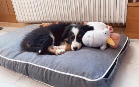 Dog laying on Omlet Fido dog bed
