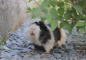 Guinea pig