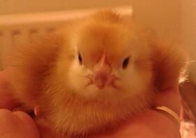 Day old Rhode Island Red Chick