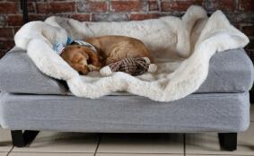 Sterling, our little cocker spaniel, warm on his sheepskin