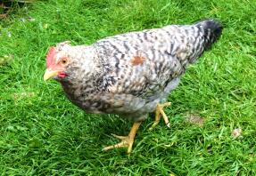 Cream legbar pullet