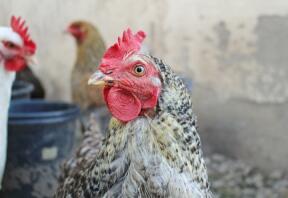 Chickens in run