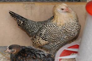 Citron Pencilled Hamburg Pullet