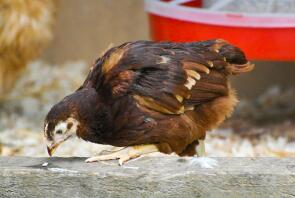 Rhode Island Red Chick