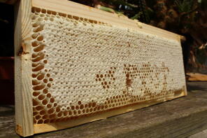 A  section of capped honey